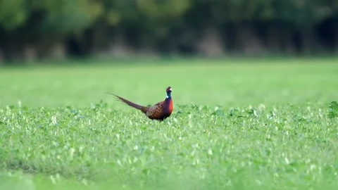 Common Pheasant Observing Surroundings While Foraging in Young Rapeseed Fie.. Stock-Footage 339467350