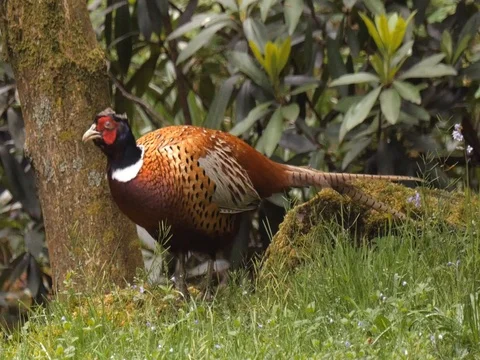 Common pheasant or Ring-necked Pheasant Bird - Scotland UK Stock Footage 77219378