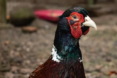 Common pheasant or Ring-necked Pheasant Stock Photos