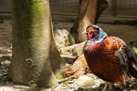 Common pheasant or ring-necked bird Stock Photos