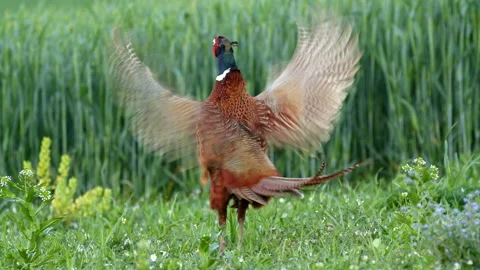Common pheasant (Phasianus colchicus) call, bird diplay and crowing Stock Footage 231764092
