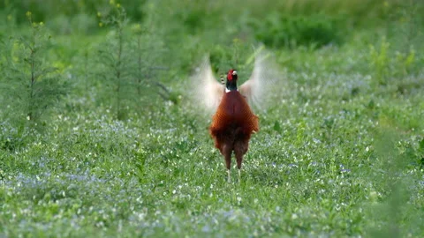Common pheasant (Phasianus colchicus) call, bird display and crowing Stock-Footage 231764198