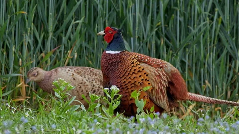 Common pheasant (Phasianus colchicus) couple mating, birds mate Stock-Footage 231077429