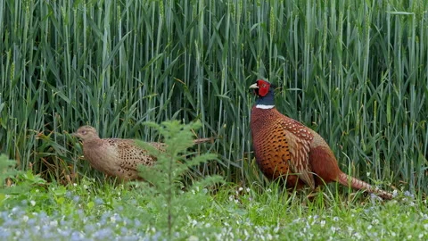 Common pheasant (Phasianus colchicus) couple in the field Stock Footage 231078044