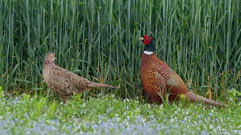 Common pheasant (Phasianus colchicus) couple in the field 動画素材 231079142
