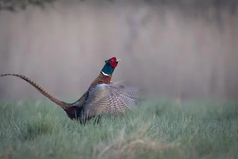 A Common Pheasant (Phasianus colchicus) displaying its mating call on a mea.. Stock Photos