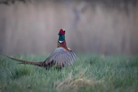 A Common Pheasant (Phasianus colchicus) displaying its mating call on a mea.. Stock Photos
