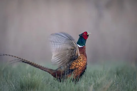 A Common Pheasant (Phasianus colchicus) displaying its mating call on a mea.. Stock Photos