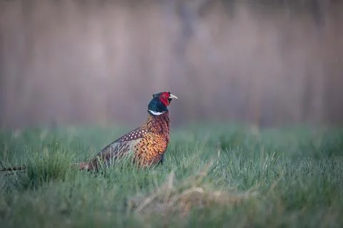A Common Pheasant (Phasianus colchicus) displaying its mating call on a mea.. Stock Photos