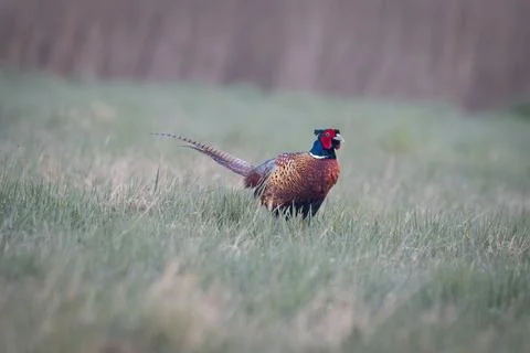A Common Pheasant (Phasianus colchicus) displaying its mating call on a mea.. Foto stock