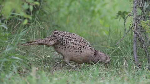 Common pheasant Phasianus colchicus female looking for food. Slow motion Video stock 157717250