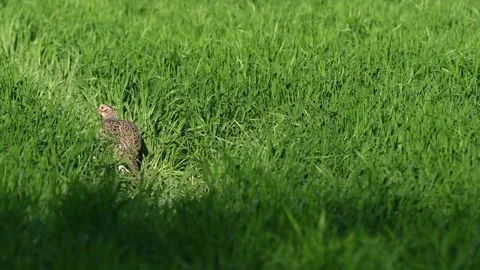 Common Pheasant (Phasianus colchicus) Hiding in Tall Grass in the Wild.  Stock-Footage 339271387