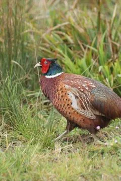 Common Pheasant - Phasianus colchicus Stock Photos