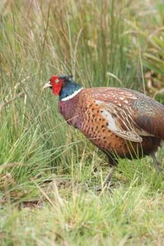 Common Pheasant - Phasianus colchicus Stock-Fotos
