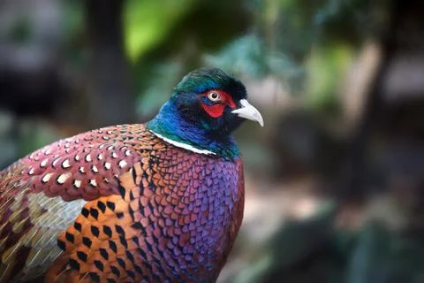 Common Pheasant (Phasianus colchicus) Stock Photos