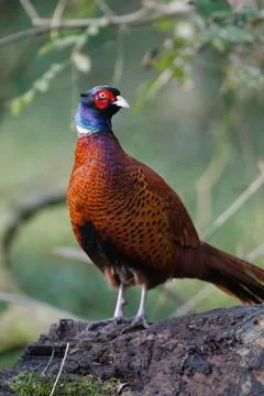 Common pheasant, Phasianus colchicus Stock Photos
