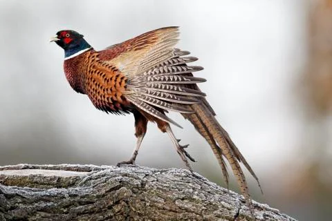 Common pheasant, Phasianus colchicus Stock Photos