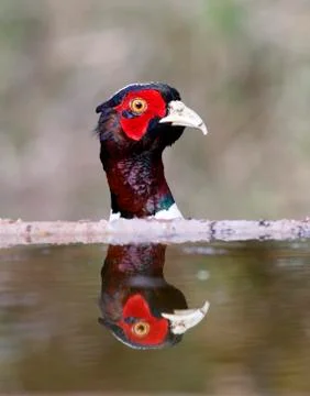 Common pheasant,  Phasianus colchicus Stock Photos