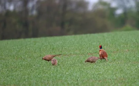 Common Pheasant, Phasianus colchicus Stock Photos