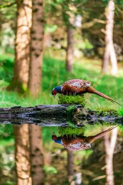 Common Pheasant (Phasianus colchicus) Foto stock