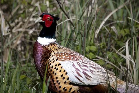 The Common Pheasant (Phasianus colchicus). Stock Photos