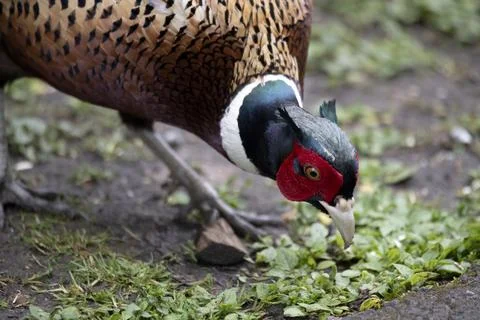 The Common Pheasant (Phasianus colchicus). Stock Photos