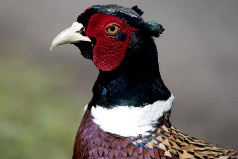 The Common Pheasant (Phasianus colchicus). Stock Photos
