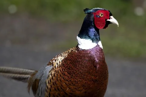 The Common Pheasant (Phasianus colchicus). Stock Photos