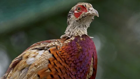 Common pheasant (Phasianus colchicus) portrait in pheasantry Video stock 105282491