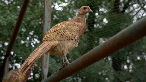 Common pheasant (Phasianus colchicus) portrait in pheasantry Stock-Footage 105282730