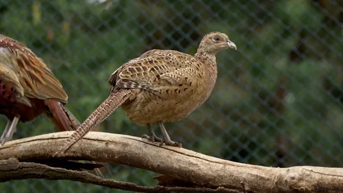 Common pheasant (Phasianus colchicus) portrait in pheasantry Stock-Footage 105283433