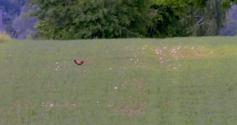 Common Pheasant (Phasianus colchicus) a rooster in beautiful breeding plumage,6 Stock Footage 295672194