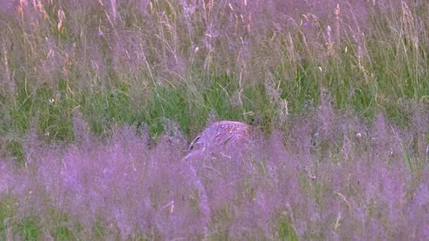 Common Pheasant (Phasianus colchicus) a rooster in beautiful breeding plumage,5 Stock Footage 295672231