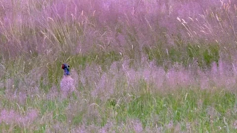Common Pheasant (Phasianus colchicus) a rooster in beautiful breeding plumage,4 Stock Footage 295672235