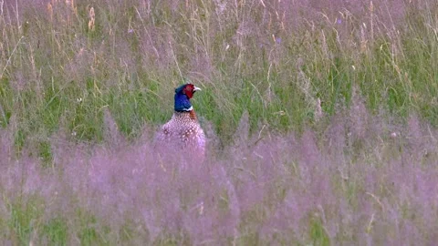 Common Pheasant (Phasianus colchicus) a rooster in beautiful breeding plumage,3 Stock Footage 295672236