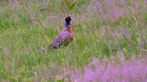 Common Pheasant (Phasianus colchicus) a rooster in beautiful breeding plumage,2 Stock Footage 295672237