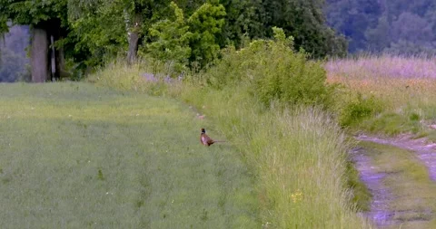 Common Pheasant (Phasianus colchicus) a rooster in beautiful breeding plumage,1 Stock Footage 295673352