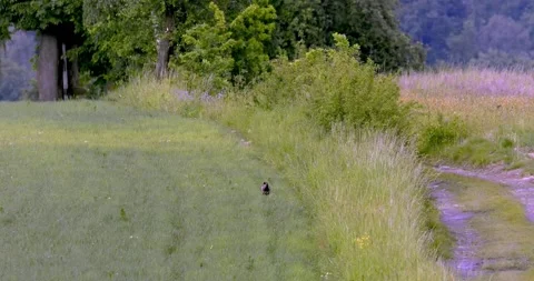 Common Pheasant (Phasianus colchicus) a rooster in beautiful breeding plumage, Stock Footage 295673376