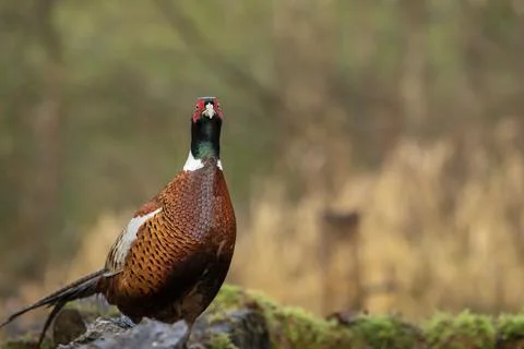 Common Pheasant (Phasianus colchicus) Standing on top of  moss covered stone  Stock Photos