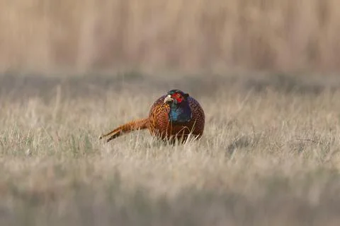 Common Pheasant (Phasianus colchicus) Standing in Meadow in Warm Morning Ligh Stock Photos