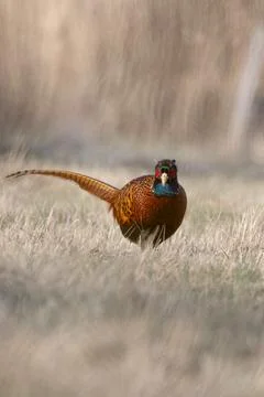 Common Pheasant (Phasianus colchicus) Standing in Meadow in Warm Morning Ligh Stock Photos