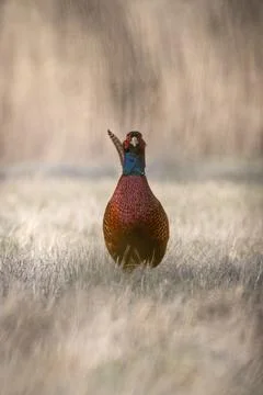 Common Pheasant (Phasianus colchicus) Standing in Meadow in Warm Morning Ligh Stock Photos