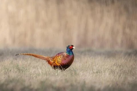 Common Pheasant (Phasianus colchicus) Standing in Meadow in Warm Morning Ligh Stock Photos