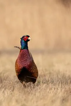 Common Pheasant (Phasianus colchicus) Standing in Meadow in Warm Morning Ligh Stock Photos