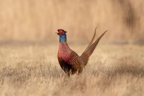 Common Pheasant (Phasianus colchicus) Standing in Meadow in Warm Morning Ligh Stock Photos