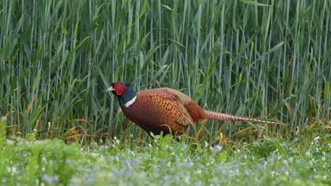Common pheasant (Phasianus colchicus) walking in the field, bird in meadow Stock Footage 232333979