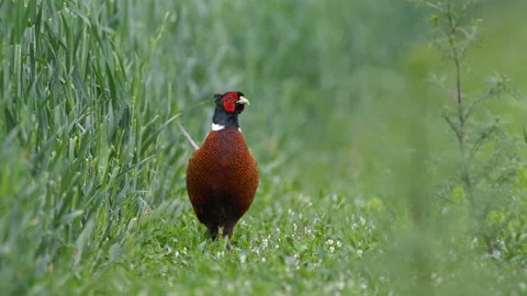 Common pheasant (Phasianus colchicus) walking in the field, bird in meadow Stock-Footage 232335222