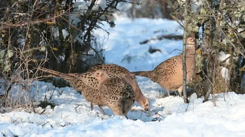Common Pheasant Phasianus colchicus in the wild Stock-Footage 171824406