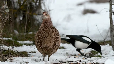 Common pheasant Phasianus colchicus in the wild Video stock 204013990