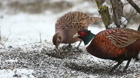Common Pheasant Phasianus colchicus in the wild Vídeo Stock 226975389